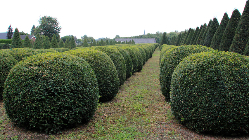 Buxus sempervirens 'Myrtifolia' Kugel