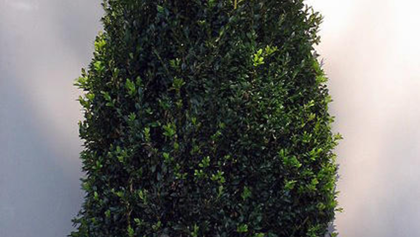 Buxus sempervirens Кустарники-солитеры