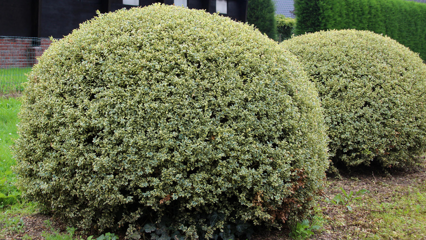 Buxus sempervirens 'Variegata' bol