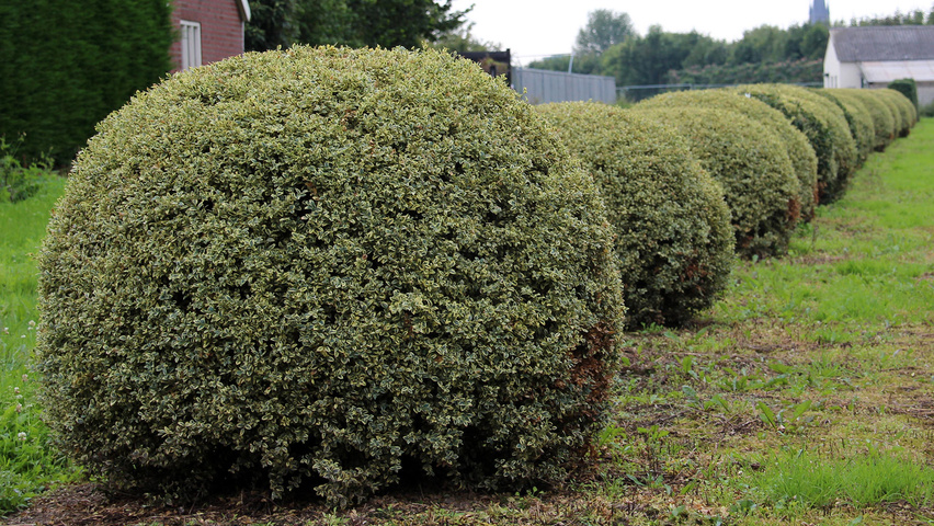 Buxus sempervirens 'Variegata' bol