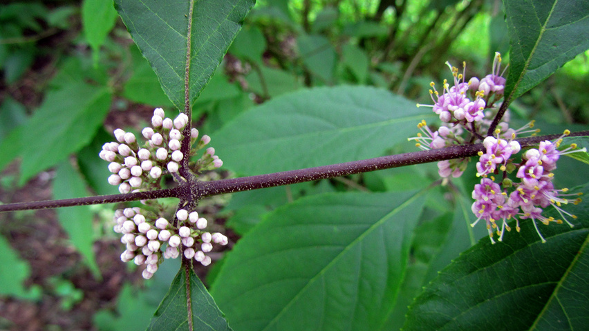 Callicarpa bodinieri var. giraldii fleurs