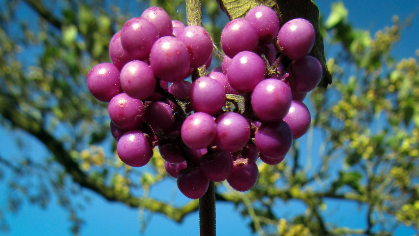 Callicarpa bodinieri var. giraldii fruits