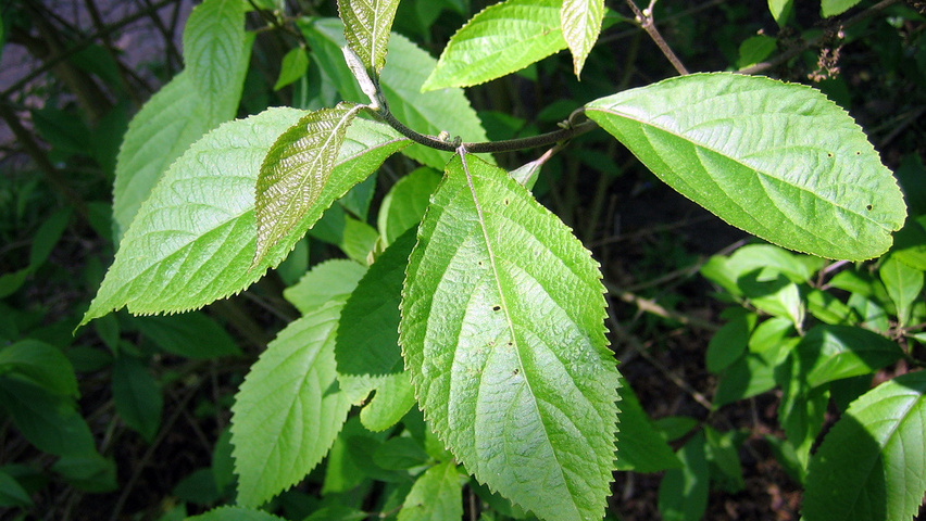Callicarpa bodinieri var. giraldii Feuilles