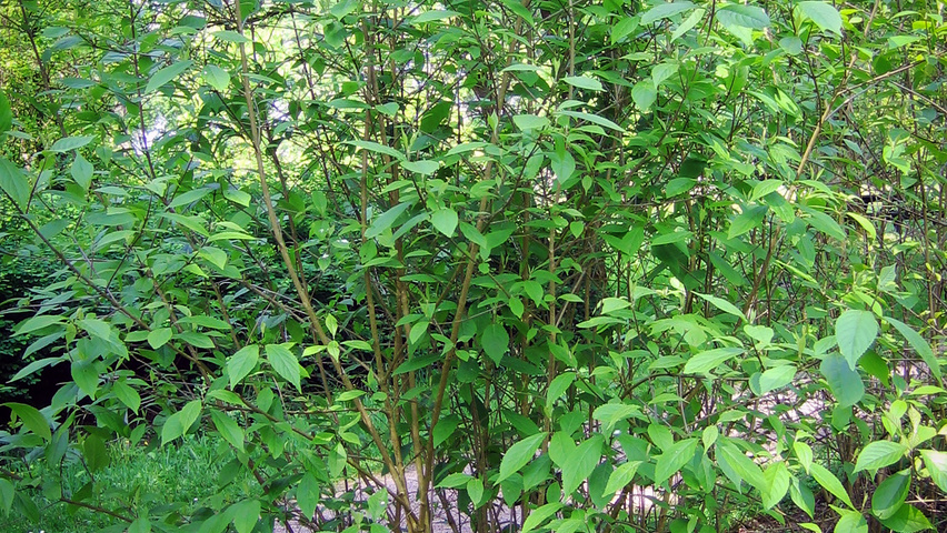 Callicarpa bodinieri var. giraldii arbustes solitaires