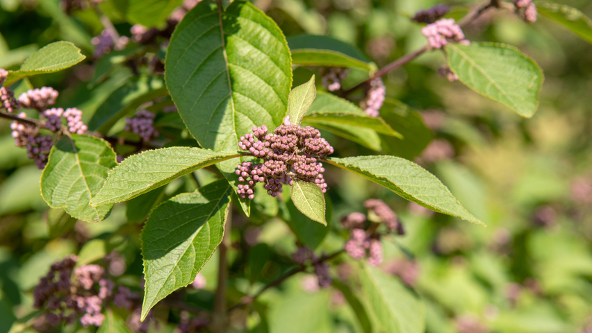 Callicarpa bodinieri 'Profusion' bloem