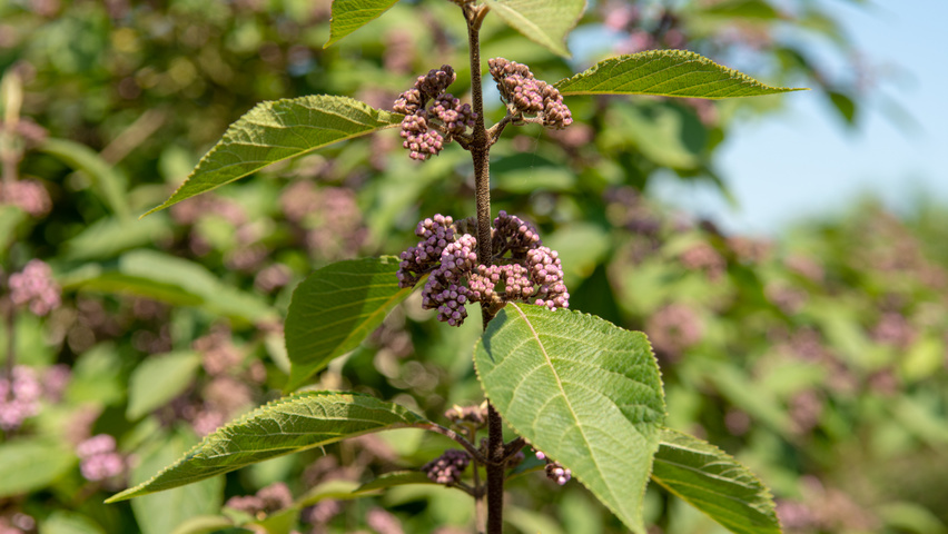 Callicarpa bodinieri 'Profusion' bloem
