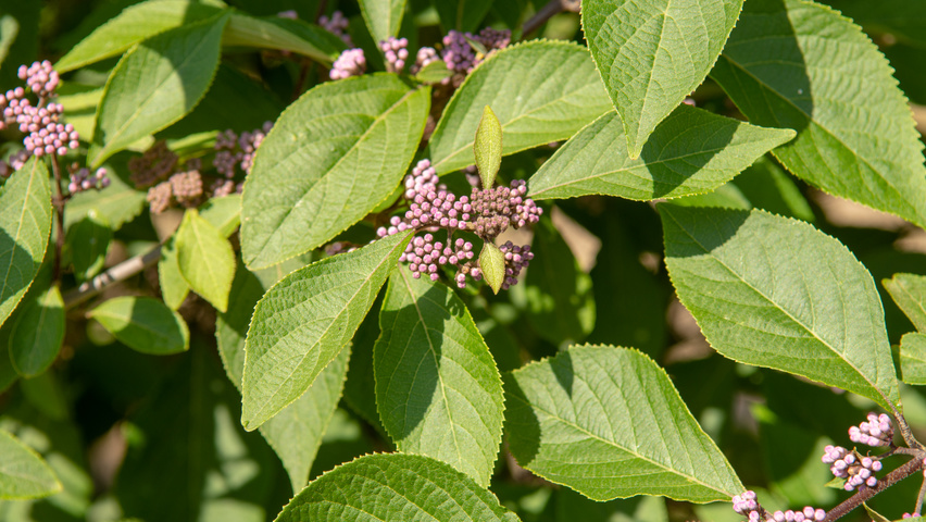 Callicarpa bodinieri 'Profusion' bloem