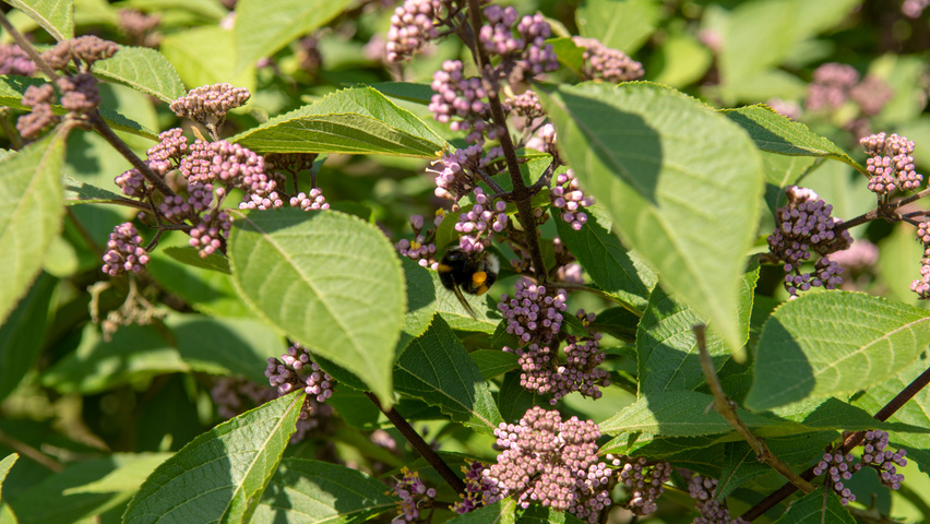 Callicarpa bodinieri 'Profusion' bloem