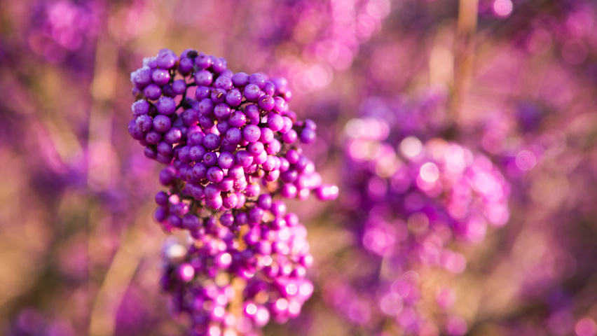 Callicarpa bodinieri 'Profusion' vrucht