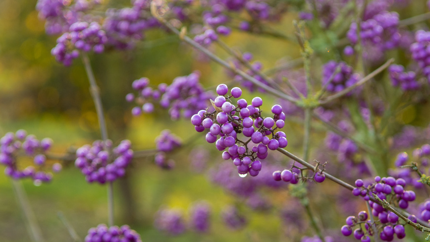 Callicarpa bodinieri 'Profusion' vrucht
