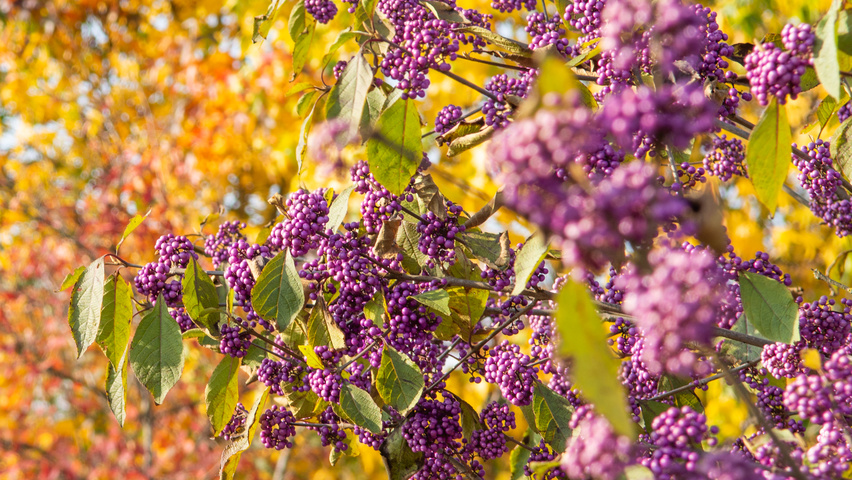 Callicarpa bodinieri 'Profusion' vrucht