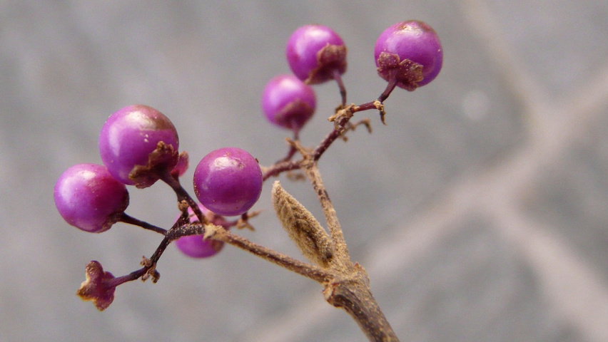 Callicarpa bodinieri 'Profusion' vrucht