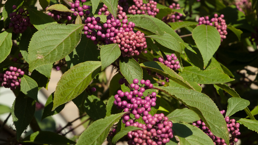 Callicarpa bodinieri 'Profusion' blad