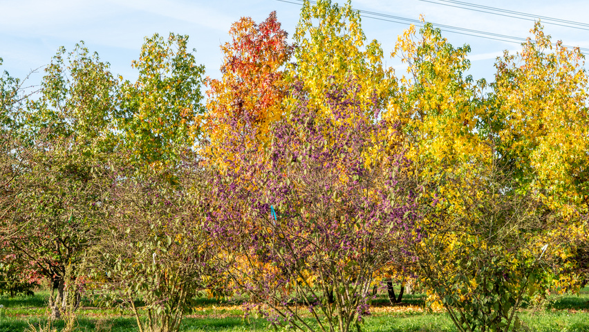 Callicarpa bodinieri 'Profusion' solitair heesters