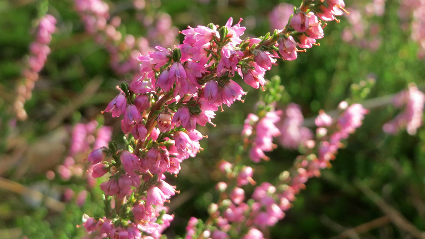 Calluna vulgaris bloem