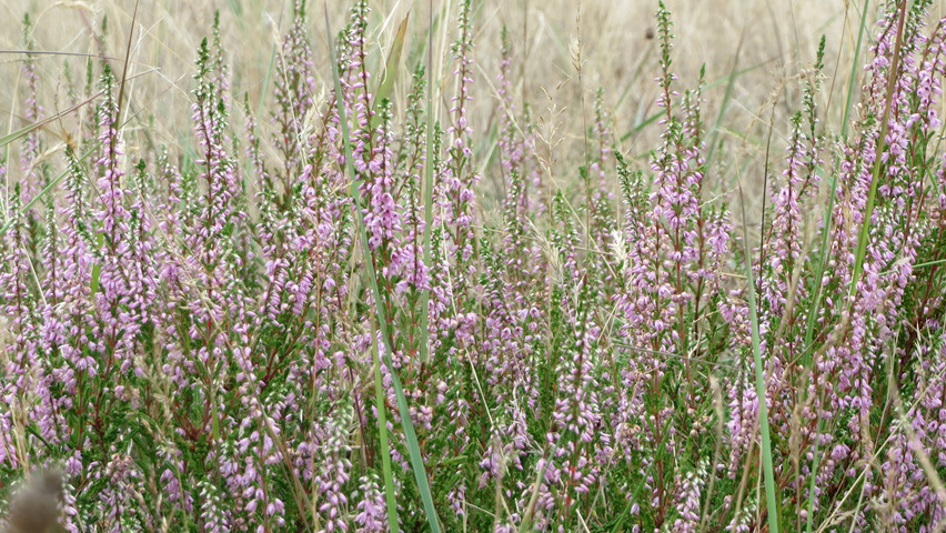 Calluna vulgaris bloem