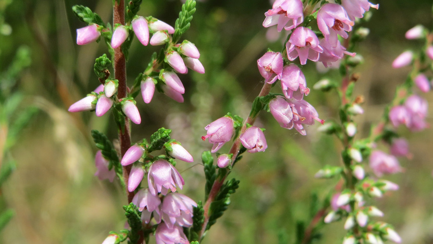 Calluna vulgaris bloem