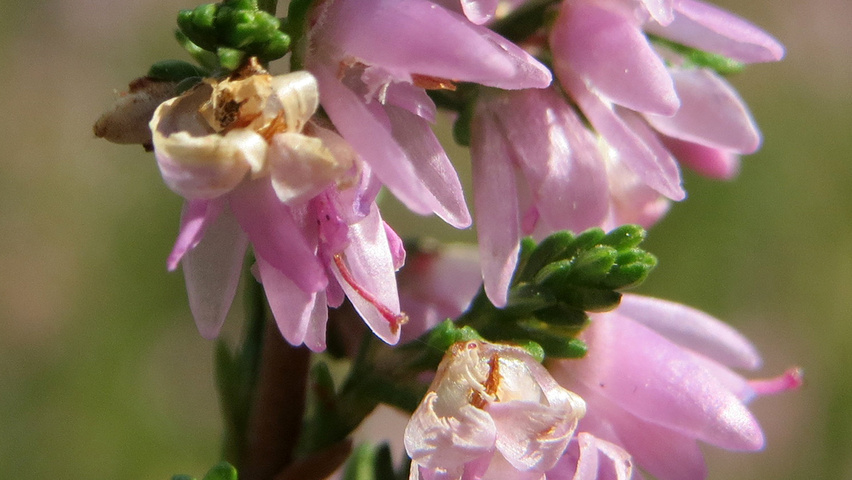Calluna vulgaris bloem