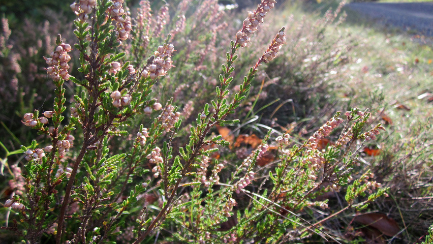 Calluna vulgaris blad