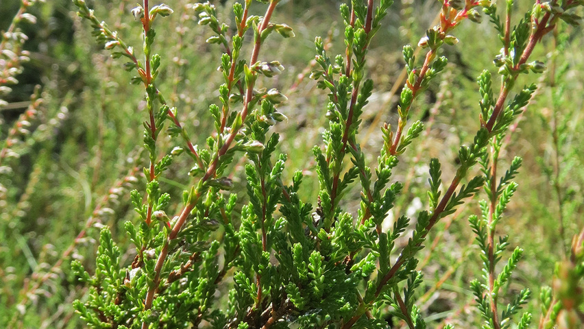 Calluna vulgaris blad