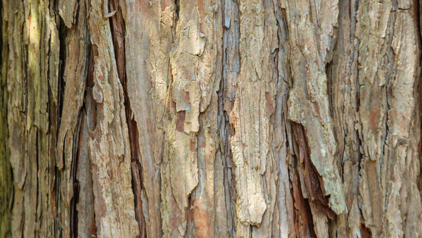 Calocedrus decurrens bark