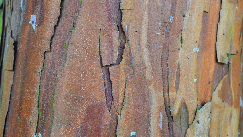 Calocedrus decurrens bark