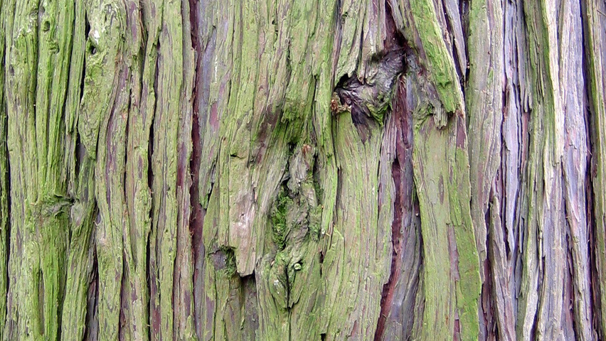 Calocedrus decurrens bark