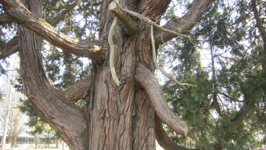 Calocedrus decurrens bark
