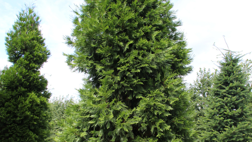 Calocedrus decurrens feathered