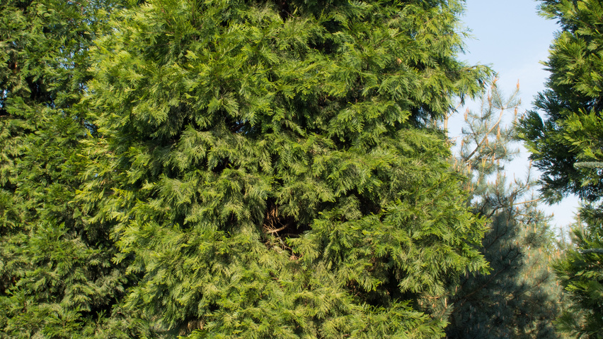 Calocedrus decurrens feathered