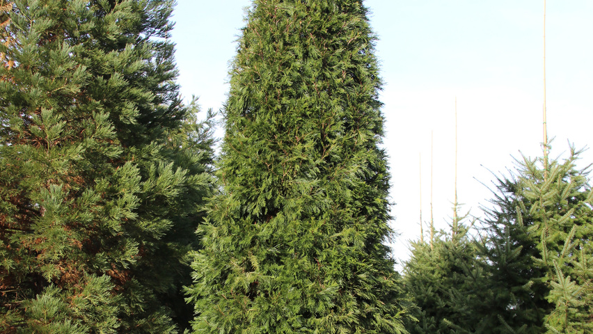 Calocedrus decurrens feathered