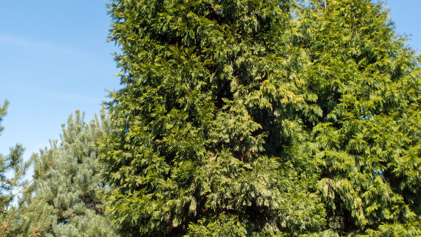 Calocedrus decurrens feathered