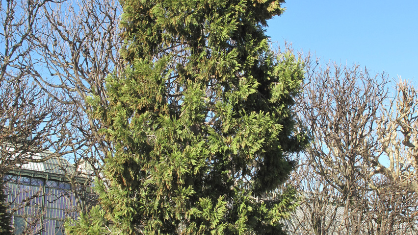 Calocedrus decurrens feathered