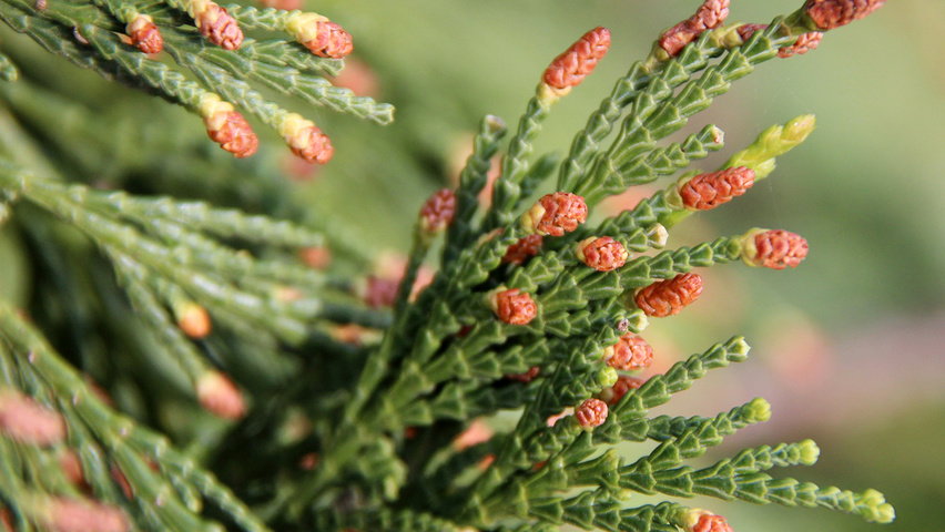 Calocedrus decurrens flowers