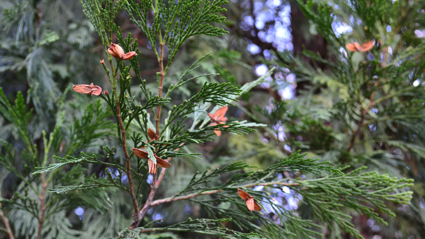 Calocedrus decurrens fruits
