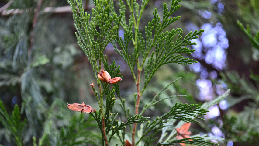 Calocedrus decurrens fruits