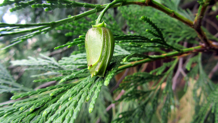 Calocedrus decurrens fruits