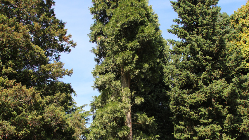 Calocedrus decurrens standard tree