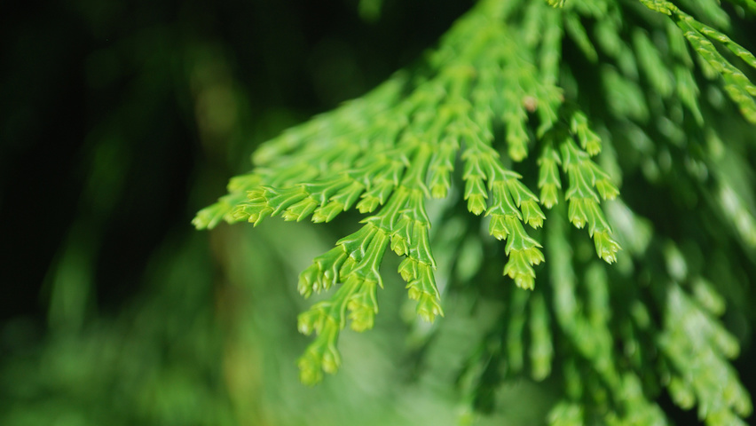 Calocedrus decurrens leaves