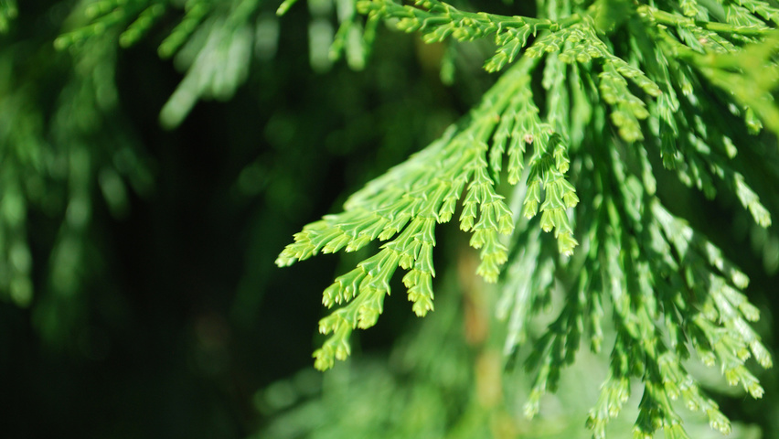 Calocedrus decurrens leaves