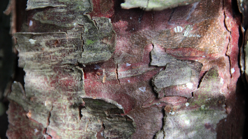 Calocedrus decurrens 'Pillar' bark