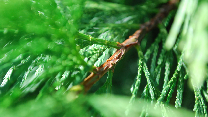 Calocedrus decurrens twigs