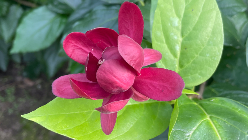 Calycanthus x raulstonii 'Aphrodite' flowers
