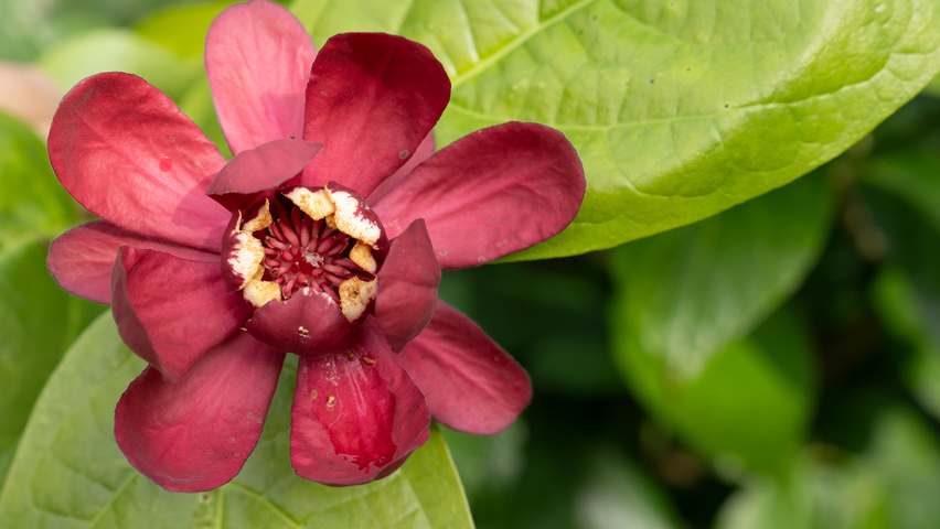 Calycanthus x raulstonii 'Aphrodite' flowers