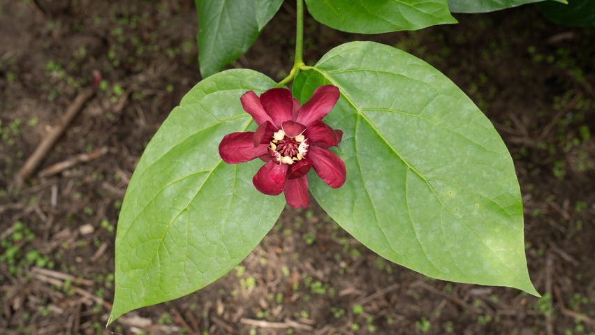 Calycanthus x raulstonii 'Aphrodite' flowers