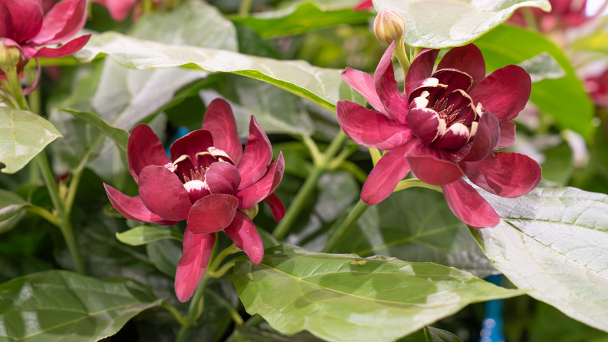 Calycanthus x raulstonii 'Aphrodite' flowers