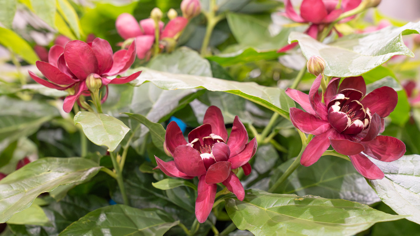 Calycanthus x raulstonii 'Aphrodite' flowers