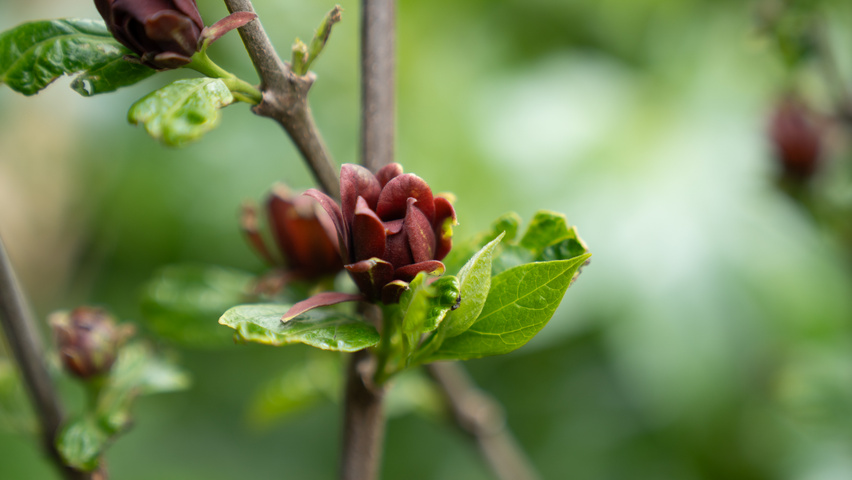 Calycanthus x raulstonii 'Aphrodite' flowers
