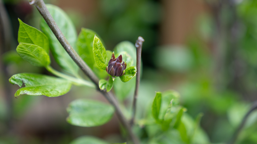Calycanthus x raulstonii 'Aphrodite' flowers