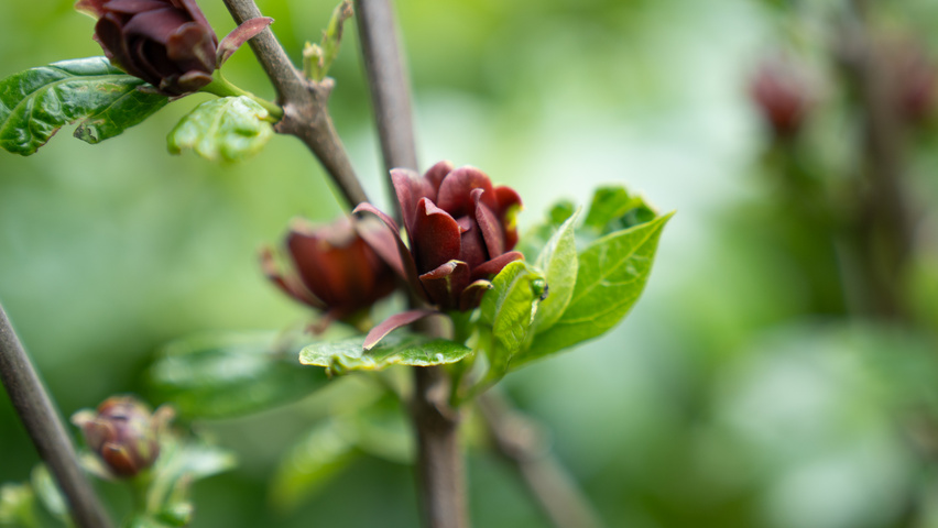 Calycanthus x raulstonii 'Aphrodite' flowers
